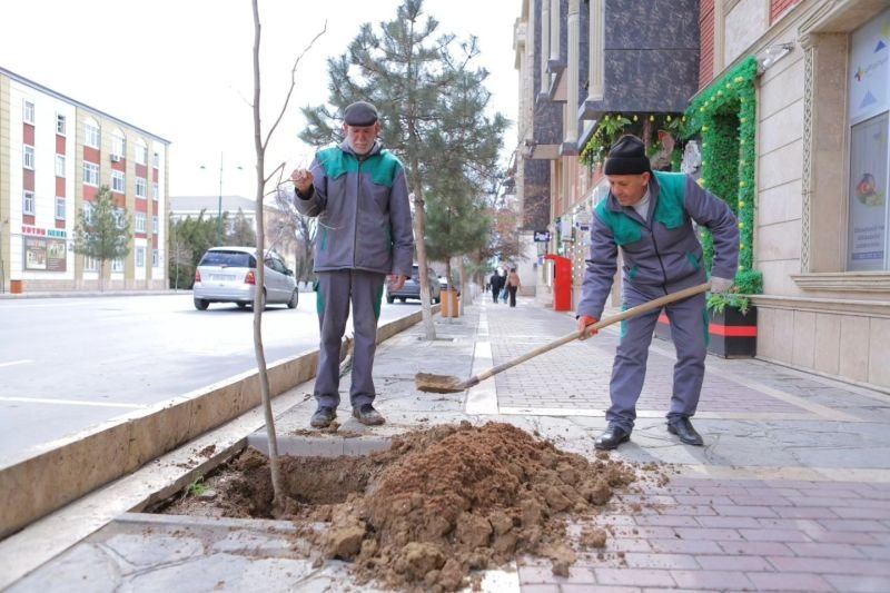 Naxçıvan şəhərinin müxtəlif ərazilərində yeni çinar ağacları əkilir -