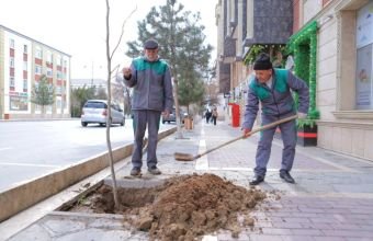 Naxçıvan şəhərinin müxtəlif ərazilərində yeni çinar ağacları əkilir -