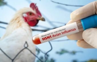 Quş qripinə qarşı növbəti monitorinq keçiriləcək