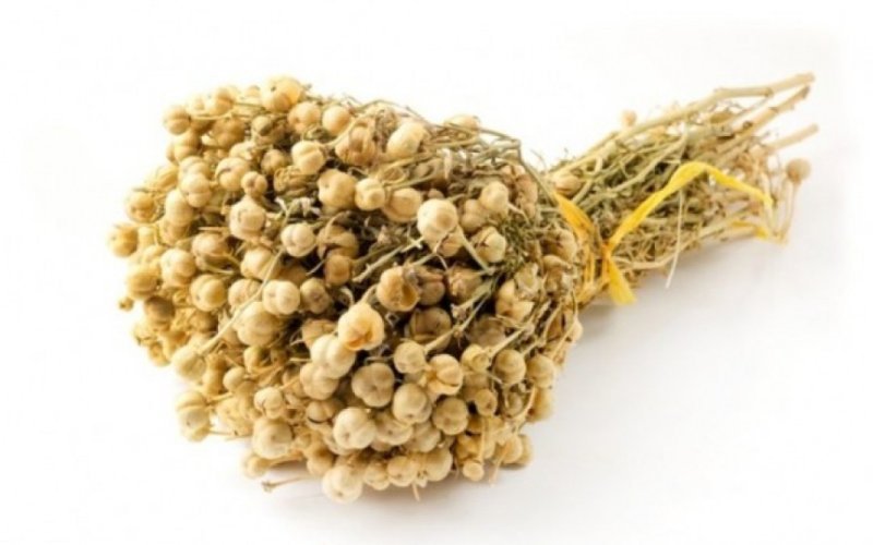 Səhiyyə Nazirliyi üzərlik bitkisi ilə bağlı məlumat yayıb