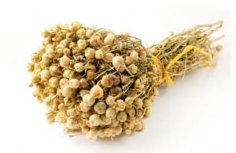 Səhiyyə Nazirliyi üzərlik bitkisi ilə bağlı məlumat yayıb