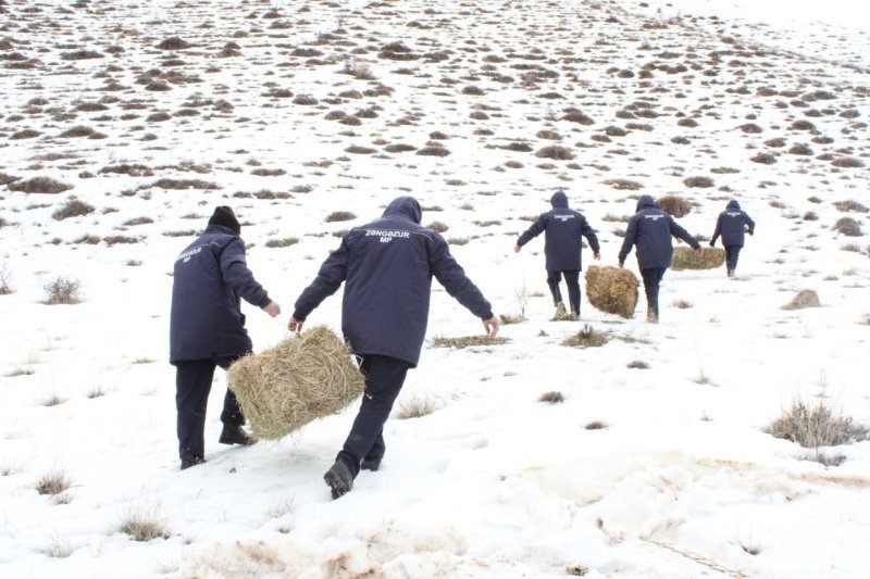 Şərurun dağlıq ərazisində çöl heyvanları üçün biotexniki tədbir keçirilib -