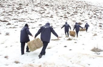 Şərurun dağlıq ərazisində çöl heyvanları üçün biotexniki tədbir keçirilib -