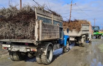 Türkiyədən Azərbaycana gətirilən şaftalı və nektarin tingində virus aşkarlanıb -