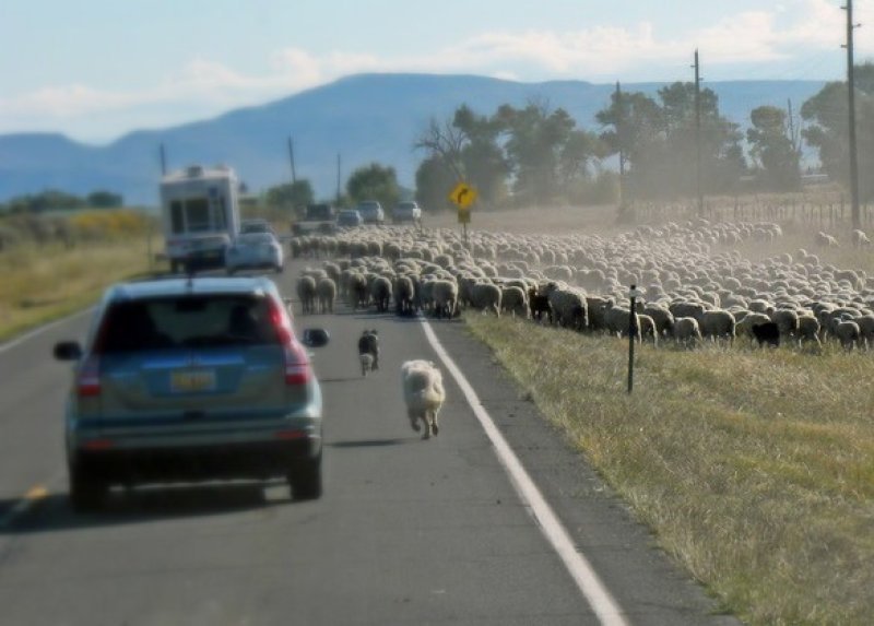 Yola çıxan heyvanın vurulmasına görə ziyanı kim ödəyir? -