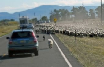 Yola çıxan heyvanın vurulmasına görə ziyanı kim ödəyir? -