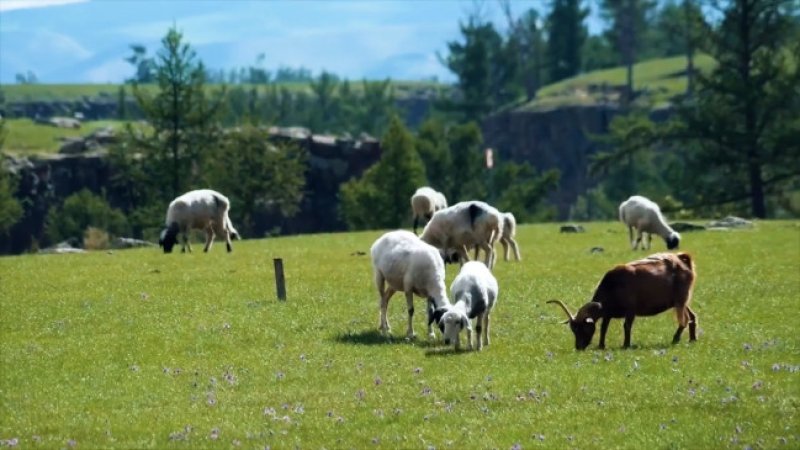 Azərbaycan xırdabuynuzlu heyvanların taunu xəstəliyindən azad ölkə statusu alıb