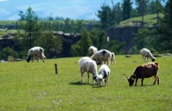Azərbaycan xırdabuynuzlu heyvanların taunu xəstəliyindən azad ölkə statusu alıb