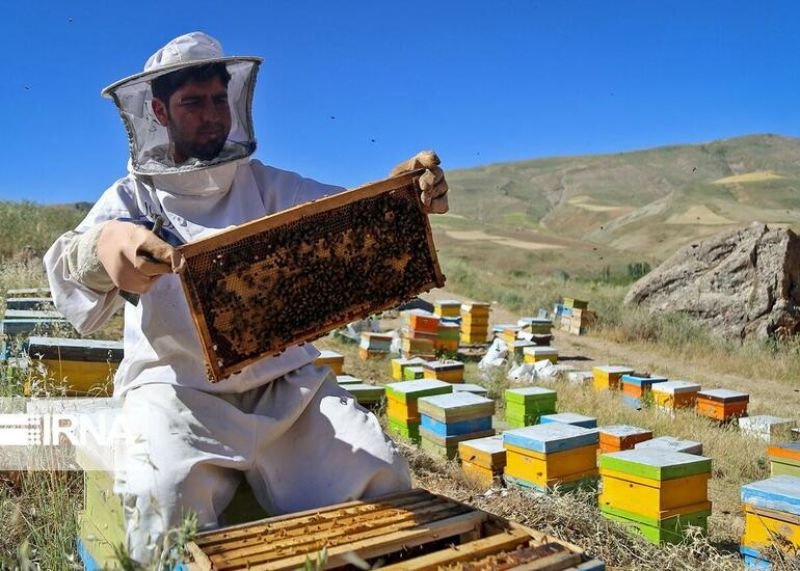 Azərbaycanda ötən il 5 min tona yaxın bal istehsal edilib