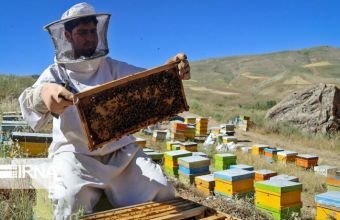 Azərbaycanda ötən il 5 min tona yaxın bal istehsal edilib