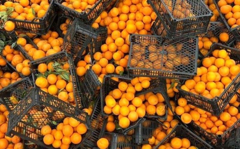 İrandan Azərbaycana gətirilən 21 tondan çox portağalda rəngləyici maddə aşkarlanıb