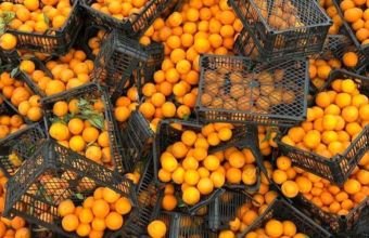 İrandan Azərbaycana gətirilən 21 tondan çox portağalda rəngləyici maddə aşkarlanıb