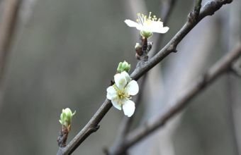 Naxçıvan və digər rayonlarda hava şəraiti necə olub?
