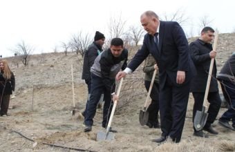 Naxçıvanda ağacəkmə aksiyası keçirilib -