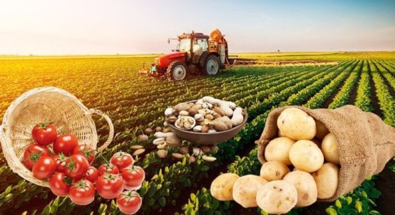 Naxçıvanda kənd təsərrüfatı məhsulu istehsalında artım müşahidə olunur