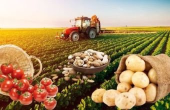 Naxçıvanda kənd təsərrüfatı məhsulu istehsalında artım müşahidə olunur