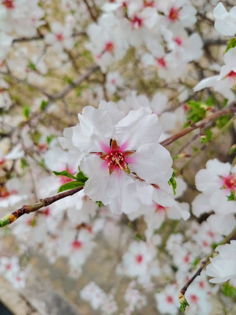 Naxçıvanda yağıntılı hava şəraiti müşahidə olunur