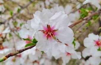 Naxçıvanda yağıntılı hava şəraiti müşahidə olunur