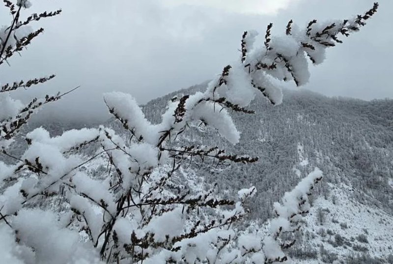 Şahbuzda qarın hündürlüyü 41 sm-ə çatıb