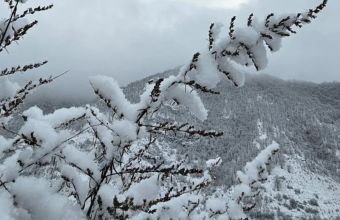 Şahbuzda qarın hündürlüyü 41 sm-ə çatıb