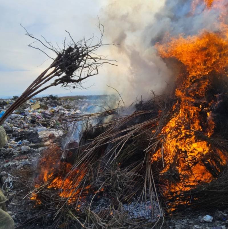 Türkiyədən Azərbaycana gətirilən şaftalı, nektarin, gilasda Şarka virusu aşkarlanıb