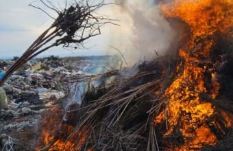 Türkiyədən Azərbaycana gətirilən şaftalı, nektarin, gilasda Şarka virusu aşkarlanıb