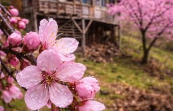 Azərbaycanda aprelin 19-dan fasilələrlə yağıntı olacaq
