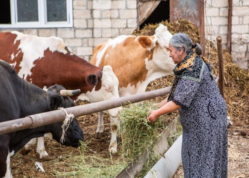 Azərbaycanda qadın fermerlərin sayı açıqlanıb