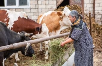 Azərbaycanda qadın fermerlərin sayı açıqlanıb