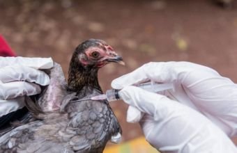 Azərbaycanda quş qripi və Nyukasl xəstəliyinə yoluxma aşkarlanmayıb