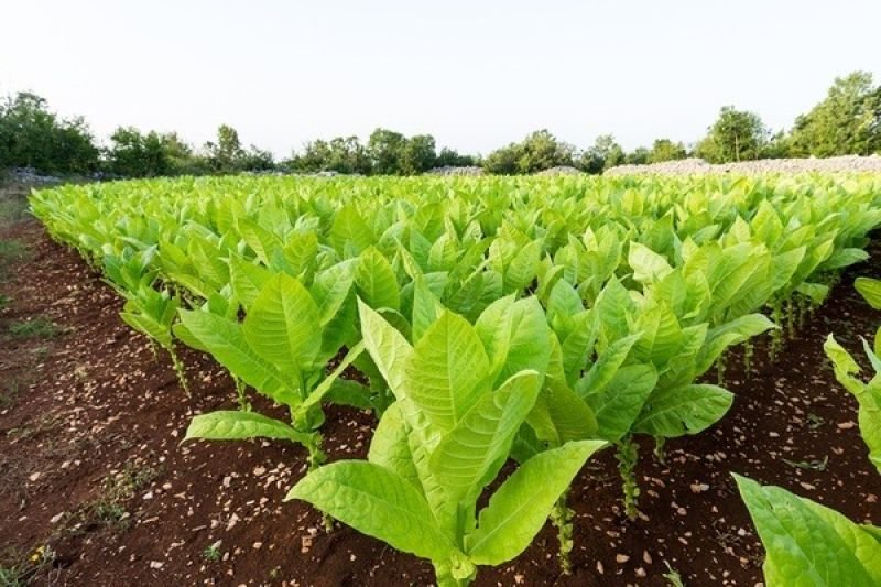 Azərbaycanda tütün əkinlərinin sığortasına start verilib