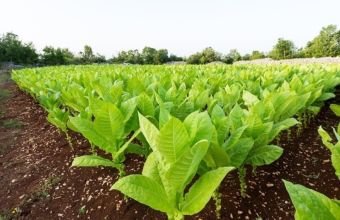 Azərbaycanda tütün əkinlərinin sığortasına start verilib