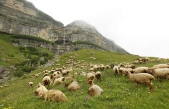 Azərbaycanda yaylaq mövsümü ilə bağlı fermerlərin qeydiyyatına start verilir