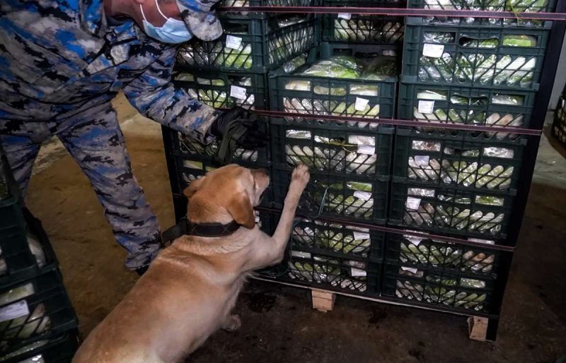 Gömrükdə 100 kiloqramdan artıq narkotik vasitə aşkar edildi -