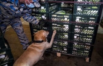 Gömrükdə 100 kiloqramdan artıq narkotik vasitə aşkar edildi -