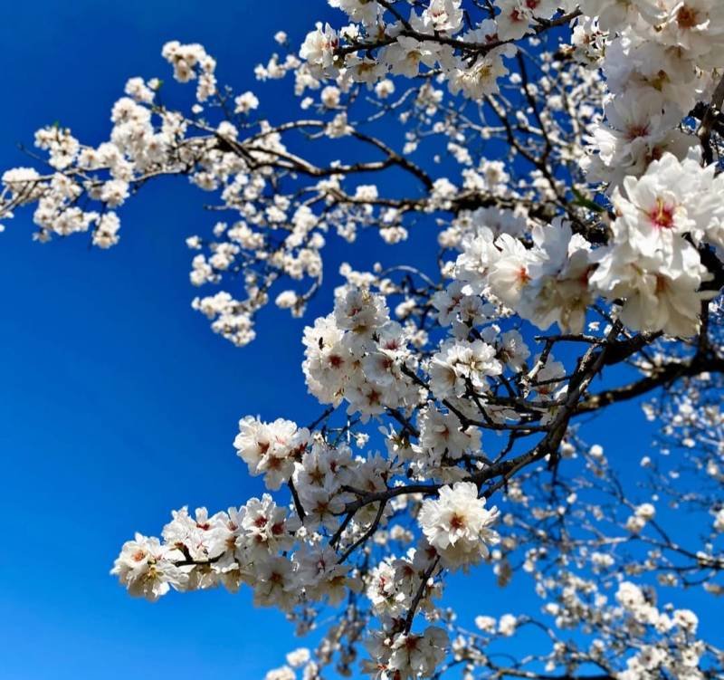 Naxçıvan və bir sıra rayonlarda yağıntılı hava qeydə alınıb