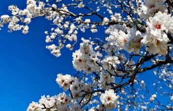 Naxçıvan və bir sıra rayonlarda yağıntılı hava qeydə alınıb