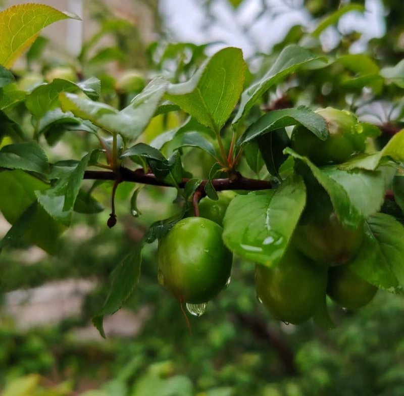 Naxçıvan və rayonlarında yağışlı hava qeydə alınıb