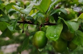 Naxçıvan və rayonlarında yağışlı hava qeydə alınıb