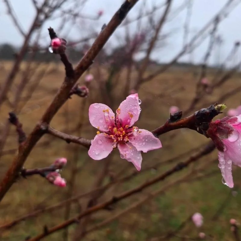 Naxçıvanda 5 mm yağıntı qeydə alınıb