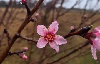 Naxçıvanda 5 mm yağıntı qeydə alınıb