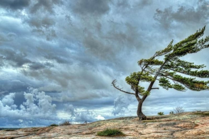 Naxçıvanda güclü küləklə bağlı sarı xəbərdarlıq verildi