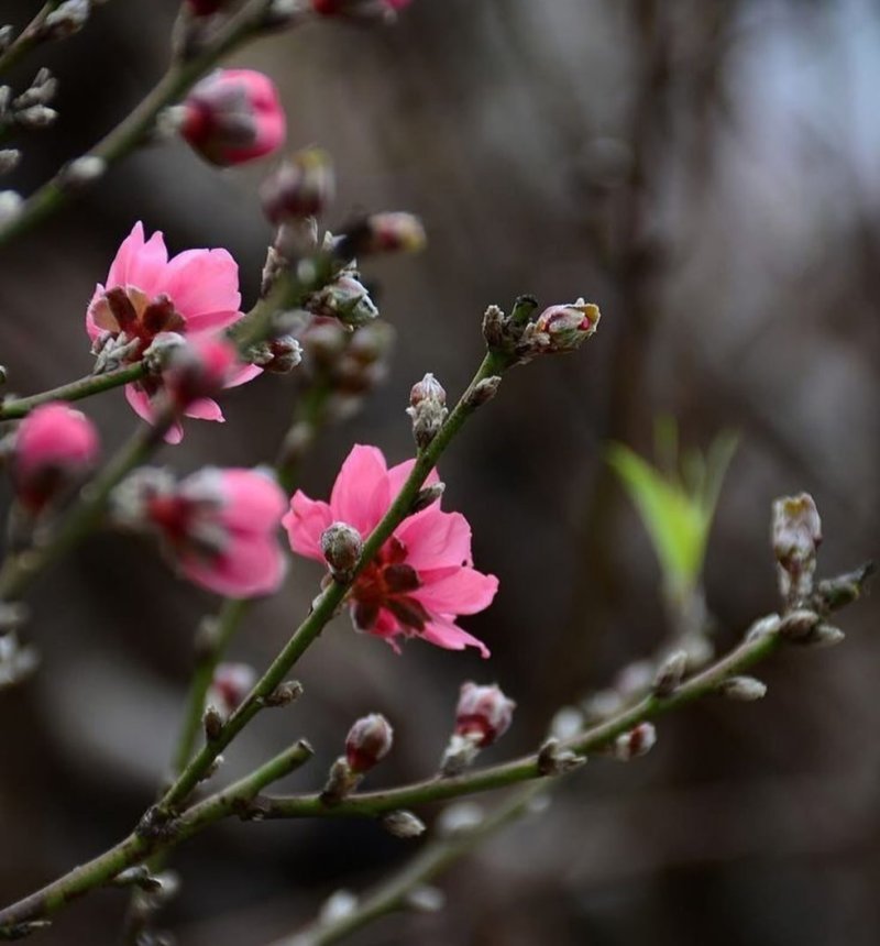 Naxçıvanda küləkli və yağıntılı hava gözlənilir