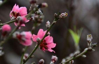 Naxçıvanda küləkli və yağıntılı hava gözlənilir