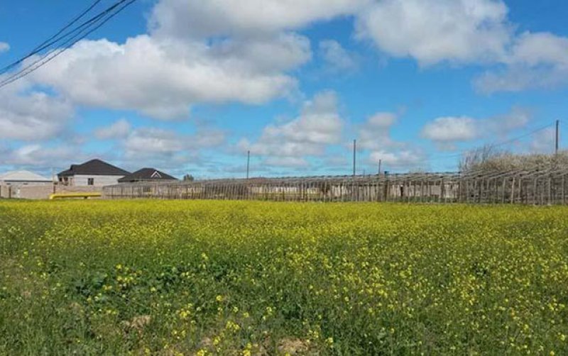 Qarabağda torpaqların icarəyə verilməsi üzrə növbəti müsabiqə elan edilib