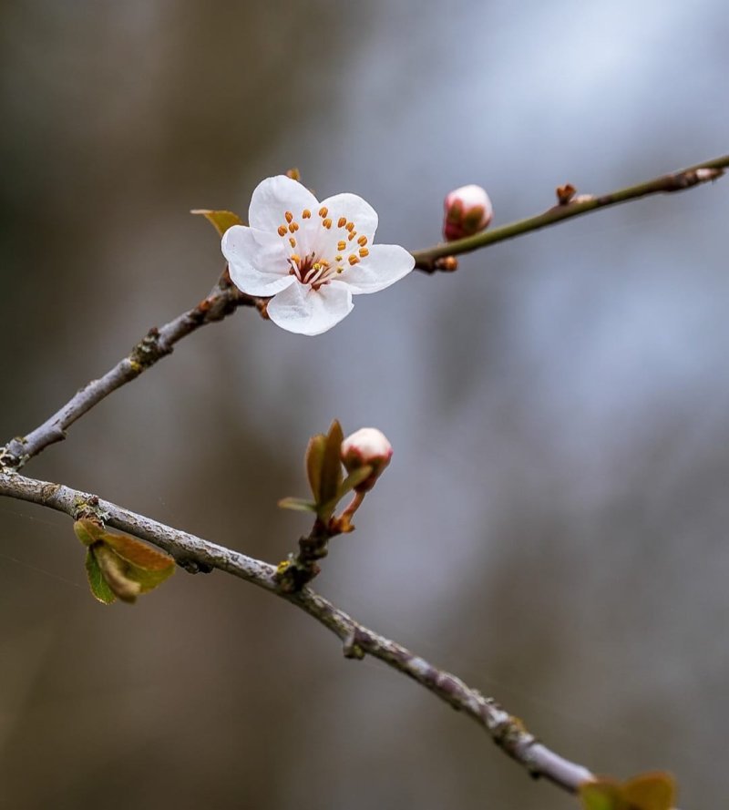 Sabahdan yağış güclənəcək -
