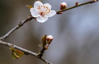 Sabahdan yağış güclənəcək -