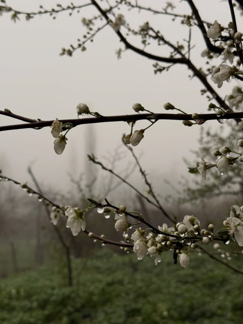 Şahbuz, Şərur və Ordubad rayonlarına yağış yağır