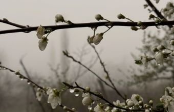 Şahbuz, Şərur və Ordubad rayonlarına yağış yağır