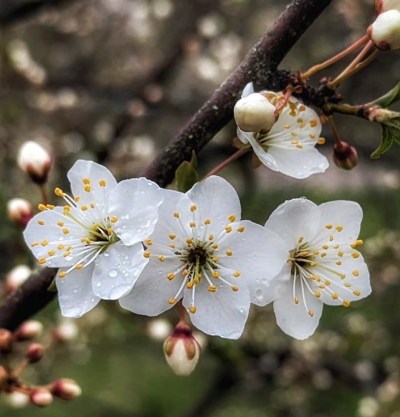 Yağıntılar intensivləşəcək, çaylardan sel keçəcək -